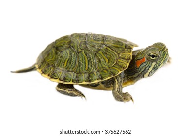 5,325 Trachemys Scripta Scripta Images, Stock Photos & Vectors ...