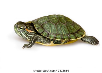 Baby Turtle On White Background Stock Photo 1488547913 | Shutterstock