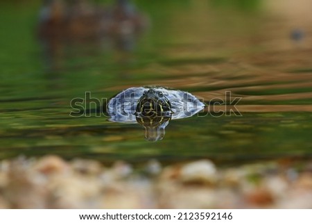 Superficial Water Cork