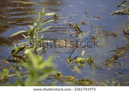 Red-eared slider (Trachemys scripta elegans) eating a dead white fish underwater while an eastern mud turtle (Kinosternon subrubrum) waits nearby