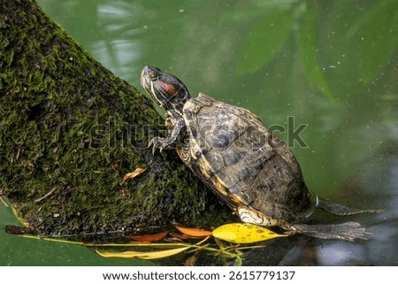 Red-eared Slider - Trachemys scripta elegans, beautiful colored invasive turtle from fresh waters, Singapore. Popular pet.