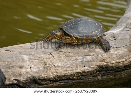 the Red-Eared Slider (Trachemys scripta elegans), a freshwater turtle known for the signature red streak behind each eye. A skilled swimmer and a sunbathing expert.