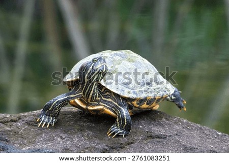 Red-eared Slider (Trachemys scripta elegans) resting outside water in Singapore.