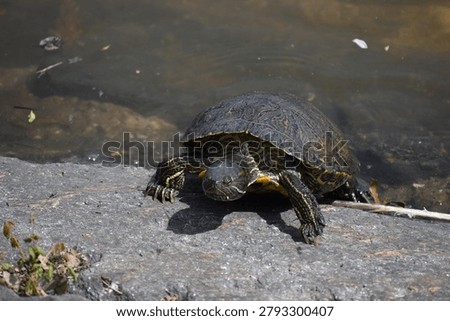 Red-eared slider (Trachemys scripta elegans) turtles in the wild in a pond in Central Park. These semi-aquatic freshwater turtles are the most common species found in Turtle Pond, Central Park, USA.