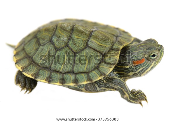 Redeared Slider Trachemys Scripta Elegans Stock Photo 375956383 ...