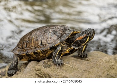 Red-eared slider turtle basking on rock by the water