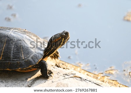 Red-eared slider turtle basking on a stone ledge by a pond