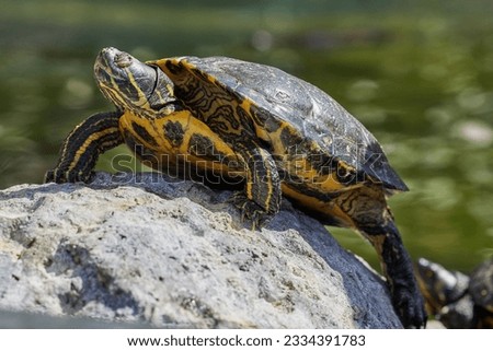 A red-eared slider turtle basking in the sun on a stone
