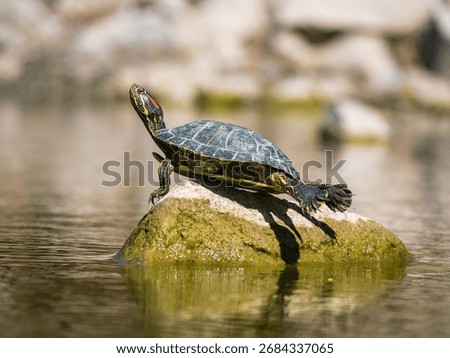 A red-eared slider turtle is basking in the sun, stretching its legs and lying with its shell on a rock in the water in the middle of a pond.