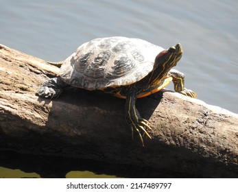 5,456 Turtles On Log Images, Stock Photos & Vectors 