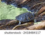 Red-eared slider turtle Trachemys scripta elegans on roots next to a pond in Panama City national park