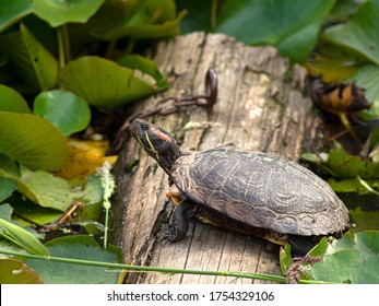 Trachemys Images, Stock Photos & Vectors | Shutterstock