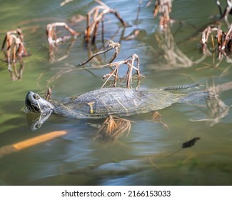 Red-eared slider turtle (Trachemys scripta elegans) basks on tree branch on Peanut Lake in Ernest E. Debs Regional Park, Los Angeles, CA.