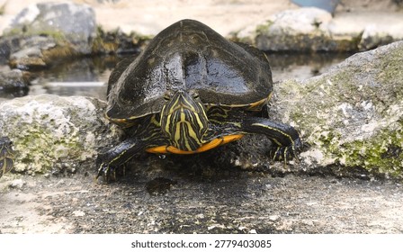 Red-eared slider turtle (Trachemys scripta elegans) resting on a rock near a pond