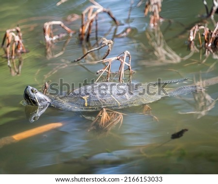 Red-eared slider turtle (Trachemys scripta elegans) basks on tree branch on Peanut Lake in Ernest E. Debs Regional Park, Los Angeles, CA.