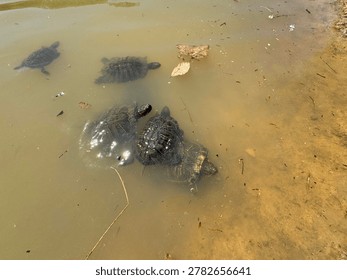 Red-eared slider turtles (Trachemys scripta elegans) swimming in a pond. A group of semi-aquatic turtles in murky water at Ataturk Arboretum, showcasing wildlife in a serene natural environment.