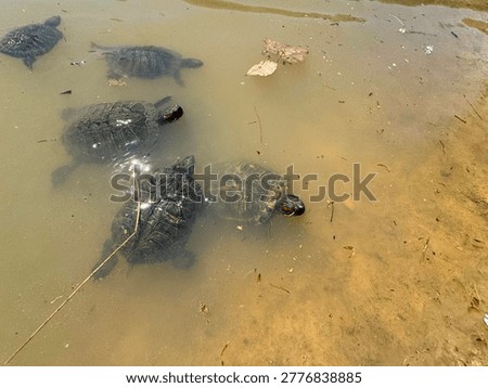 Red-eared slider turtles (Trachemys scripta elegans) swimming in a pond. A group of semi-aquatic turtles in murky water at Ataturk Arboretum, showcasing wildlife in a serene natural environment.