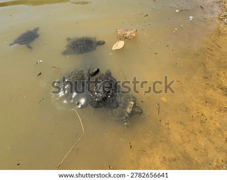 Red-eared slider turtles (Trachemys scripta elegans) swimming in a pond. A group of semi-aquatic turtles in murky water at Ataturk Arboretum, showcasing wildlife in a serene natural environment.