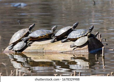 Red-eared Sliders Basking In The Sun