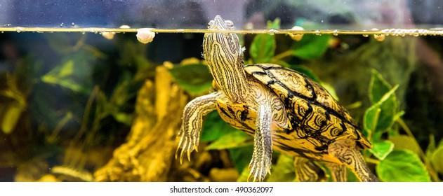 Turtle Aquarium Images Stock Photos Vectors Shutterstock,How To Get Sap Out Of Clothes That Have Been Washed