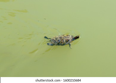 Red-eared Terrapin Turtle (Trachemys scripta elegans) emydidae turtle in the water