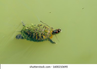 Red-eared Terrapin Turtle (Trachemys scripta elegans) emydidae turtle in the water