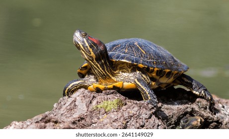 red-eared turtle basking in the sun