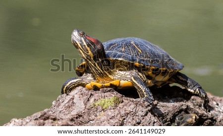 red-eared turtle basking in the sun