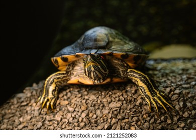 Red-eared turtle in a home terrarium. Reptile sitting under a heat lamp. Pond skin shedding. - Powered by Shutterstock - Get 15% off with code: PIKWIZARD15