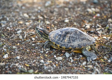 Red-eared turtle (Trachemys scripta elegans) crawling on land. 