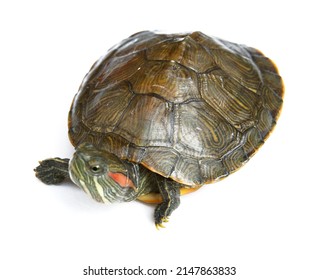 2,831 Turtle yellow ears Images, Stock Photos & Vectors | Shutterstock