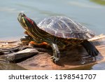 Red-eared turtle or yellow-Bellied (lat. Trachemys scripta "stripped, painted") - a species of turtles from the family of American freshwater turtles.