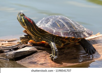 Red-eared turtle or yellow-Bellied (lat. Trachemys scripta "stripped, painted") - a species of turtles from the family of American freshwater turtles.