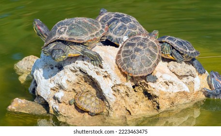 red-eared turtles basking and swimming in the sun