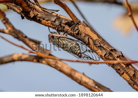 Redeye Cicada on a tree at Gigerline Nature Reserve, ACT on a spring morning in November 2020
