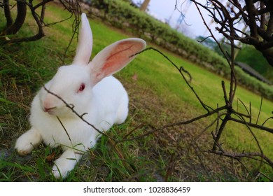 The Redeye Rabbit