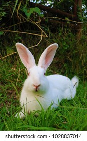 The redeye rabbit