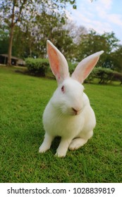 The redeye rabbit