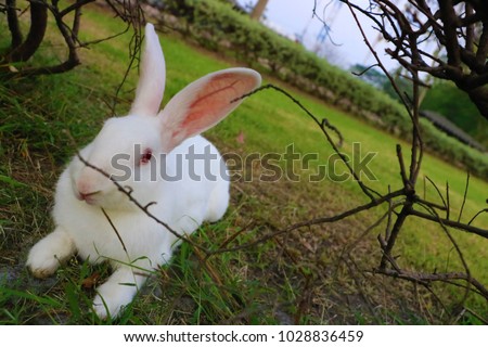 The Redeye Rabbit