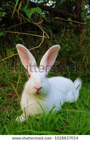 The redeye rabbit