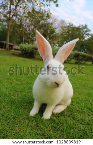 The redeye rabbit