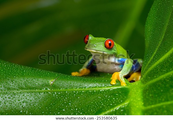 Red-Eyed Amazon Tree Frog on Large Palm\
Leaf/Red-Eyed Amazon Tree Frog/Red-Eyed Amazon Tree Frog\
(Agalychnis\
Callidryas)