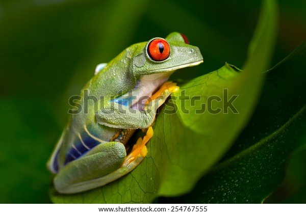 Red-Eyed Amazon Tree Frog on Large Palm
Leaf/Red-Eyed Amazon Tree Frog/Red-Eyed Amazon Tree Frog
(Agalychnis
Callidryas)