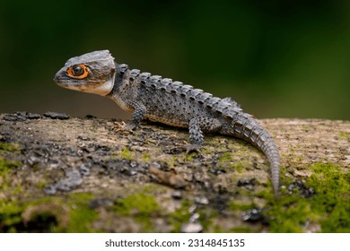 Red-Eyed Crocodile Skink Tribolonotus gracilis