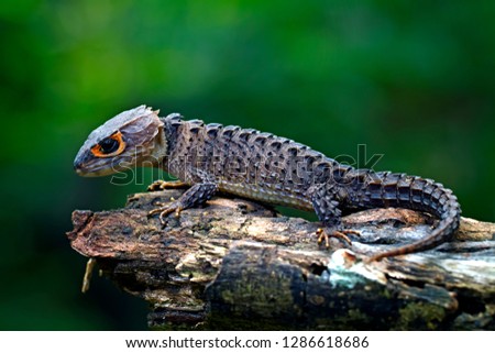 Red-eyed crocodile skink, tribolonotus gracilis, papua lizard