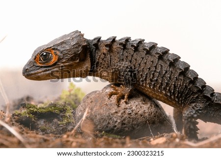Red-Eyed Crocodile Skink (Tribolonotus gracilis), animal closeup on Isolated white background 