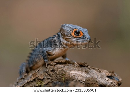 Red-Eyed Crocodile Skink (Tribolonotus gracilis), animal closeup 