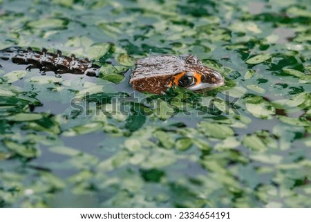 Red-Eyed Crocodile Skink (Tribolonotus gracilis) on the Water, animal closeup 
