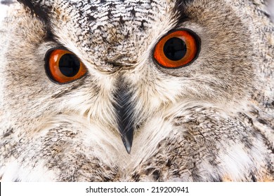 Red-eyed eagle-owl face close-up - Powered by Shutterstock