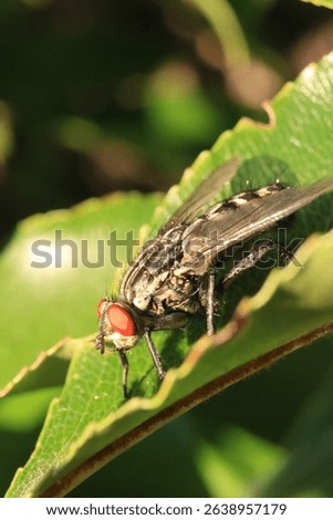 Red-Eyed Fly Resting on a Green Leaf, Macro Close-up of a Common Housefly, Insect Life: Fly on Textured Foliage, Sunlight on a Fly: Nature's Intricate Details